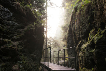 Pfad Sächsische Schweiz am Morgen