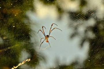 Spider on a web
