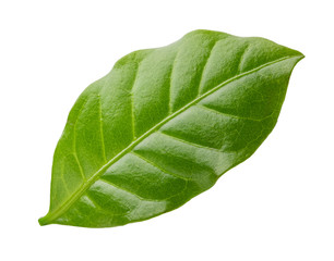 Green leaf of coffee isolated on white background.
