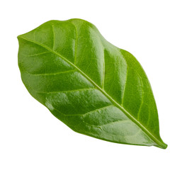 Green leaf of coffee isolated on white background.