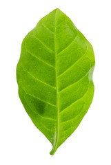 Obraz premium Green leaf of coffee isolated on white background.