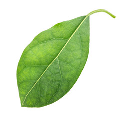 Green leaf of avocado isolated on white background.