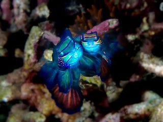 Mandarinfish