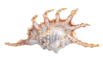 Obraz premium Sea shell isolated on white background