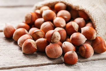 Hazelnuts in a cover, poured out from a bag from burlap on a gray wooden table