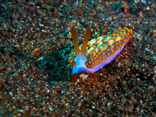 Nudibranch