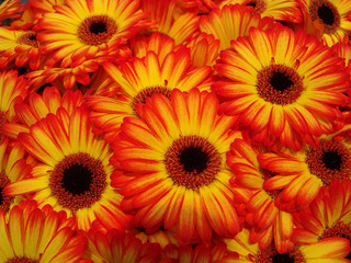 Fiori di gerbera
