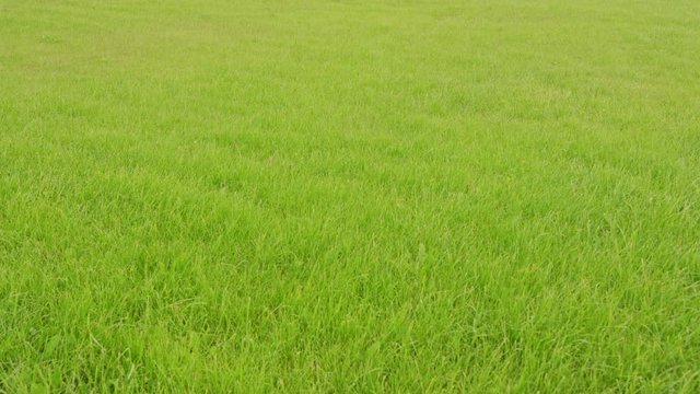 Green grass background. Soft focus