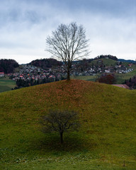 A tree that lost all of its leaves