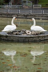 the white swan in the lake in the water in the nature