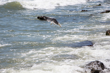 Obraz premium Gull. Seagull hunting above the sea.