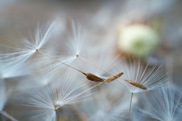 the beautiful abstract dandelion flower in the garden in the nature
