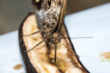  Insect butterfly in the spring