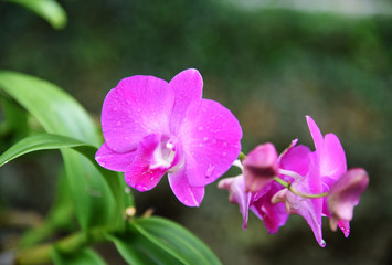 Obraz premium Orchid in the garden