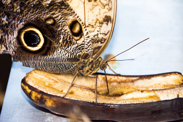  Insect butterfly in the spring