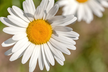 Obraz premium Daisy flower macro, close up, flowerbed, natural background