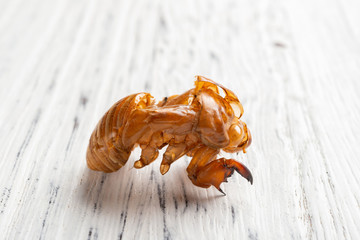 Chinese herb of Cicadae Periostracum or Cicada Slough