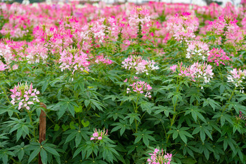 beautiful flowers in outdoor horizontal composition