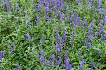 Obraz premium beautiful lilac lavender filed in day time