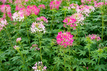 beautiful flowers in outdoor horizontal composition