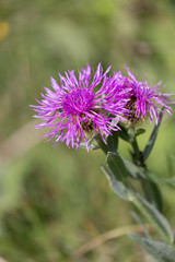 Fototapeta premium Centaurée scabieuse - Centaurea scabiosa