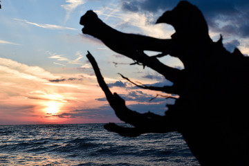 Driftwood and Sunsets