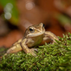 frog on moss