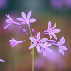 the beautiful pink flowers in the garden in the nature