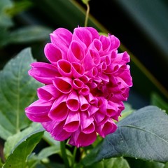 Fototapeta premium the beautiful pink flowers in the garden in the nature