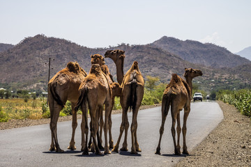 Fototapeta premium Äthiopien - Kamele auf der Fahrt von Gheralta nach Lalibela