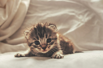 Little tabby kitten laying on gray linen cover. Cute cat. Textured wrinkled background. Toned image with selective focus on domestic animal.