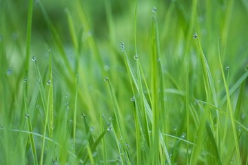 the green grass with raindrops in the garden in the nature