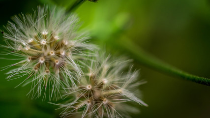 wild dandelion flower