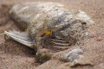 Hungrige Wespen weiden einen toten Fisch am Strand aus - bis auf die Gräten, Schuppen und Flossen