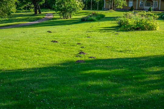 Molehills on the grass