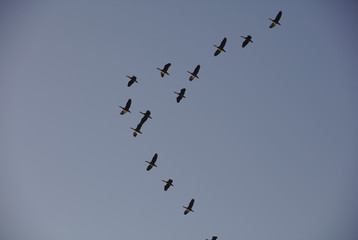 3700 Ducks flying in formation