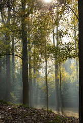 Fototapeta na wymiar sunray in the forest