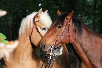 two beautiful cuddling horses in the autumn forest