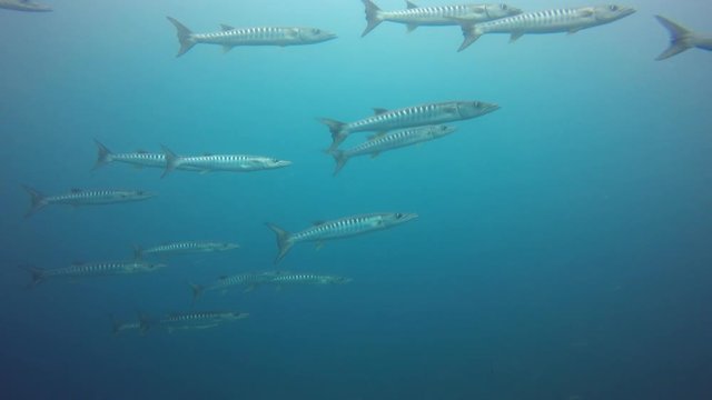 School of Chevron Barracuda fish in Thailand 