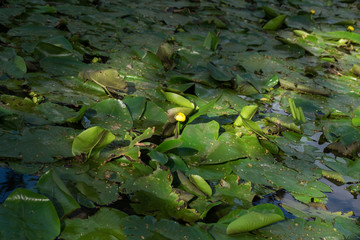 Flower bud of Yellow Water-lily. Nuphar lutea