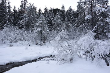 gli splendidi inverni  nelle foreste  sulle Dolomiti bellunesi