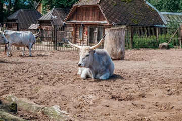 Hungarian Grey cattle or Hungarian Steppe cattle in the zoo
