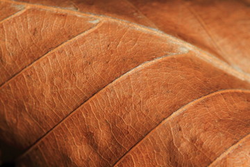 texture of a leaf