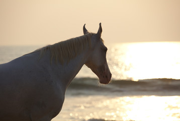 3802 White horse on beach in Goa in evening sun