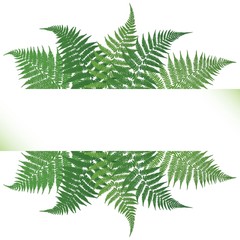  Fern frond frame vector illustration. Detailed bracken drawing card border.