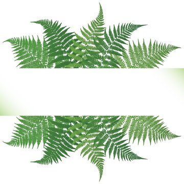  Fern frond frame vector illustration. Detailed bracken drawing card border.