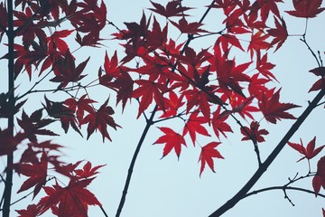 the beautiful red tree leaves in the nature