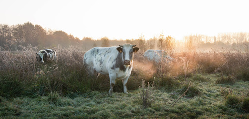 cow in foggy meadow