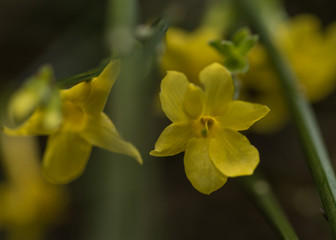 Winter Jasmine