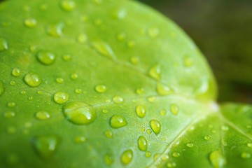 the beautiful green tree leaves in the garden in the nature